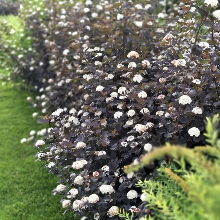 Пузыреплодник